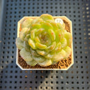 Echeveria 'Esmeralda' Jelly Type 2"-3" Succulent Plant Cutting