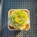 Echeveria 'Esmeralda' Jelly Type 2"-3" Succulent Plant Cutting
