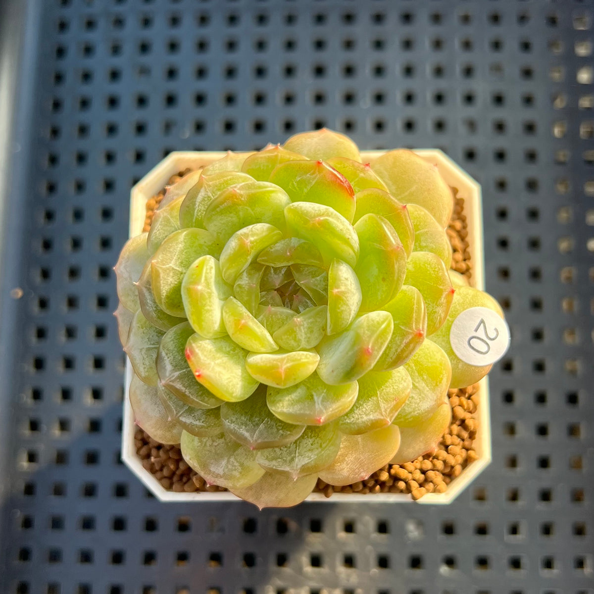 Echeveria 'Esmeralda' Jelly Type 2"-3" Succulent Plant Cutting