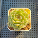 Echeveria 'Esmeralda' Jelly Type 2"-3" Succulent Plant Cutting