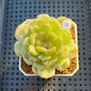 Echeveria 'Esmeralda' Jelly Type 2"-3" Succulent Plant Cutting