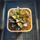 Echeveria 'Monocerotis' Variegated 3" Succulent Plant Cutting