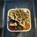 Echeveria 'Monocerotis' Variegated 3" Succulent Plant Cutting