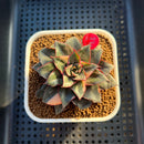 Echeveria 'Monocerotis' Variegated 3" Succulent Plant Cutting