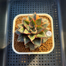 Echeveria 'Monocerotis' Variegated 3" Succulent Plant Cutting