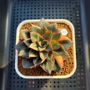 Echeveria 'Monocerotis' Variegated 3" Succulent Plant Cutting