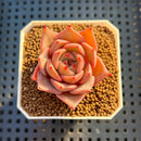 Echeveria Hybrid sp. 1"-2" Hand-Selected Clone (From Brotherly Farm) Succulent Plant Cutting