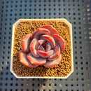 Echeveria Hybrid sp. 1"-2" Hand-Selected Clone (From Brotherly Farm) Succulent Plant Cutting