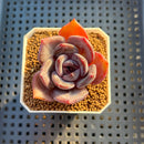 Echeveria Hybrid sp. 1"-2" Hand-Selected Clone (From Brotherly Farm) Succulent Plant Cutting
