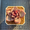 Echeveria Hybrid sp. 1"-2" Hand-Selected Clone (From Brotherly Farm) Succulent Plant Cutting