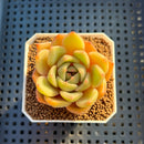 Echeveria Hybrid sp. 1"-2" Hand-Selected Clone (From Brotherly Farm) Succulent Plant Cutting