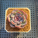 Echeveria Hybrid sp. 1"-2" Hand-Selected Clone (From Brotherly Farm) Succulent Plant Cutting