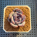 Echeveria Hybrid sp. 1"-2" Hand-Selected Clone (From Brotherly Farm) Succulent Plant Cutting