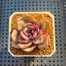 Echeveria Hybrid sp. 1"-2" Hand-Selected Clone (From Brotherly Farm) Succulent Plant Cutting
