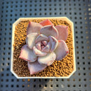 Echeveria Hybrid sp. 1"-2" Hand-Selected Clone (From Brotherly Farm) Succulent Plant Cutting