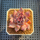 Echeveria Hybrid sp. 1"-2" Hand-Selected Clone (From Brotherly Farm) Succulent Plant Cutting