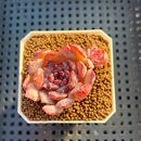 Echeveria Hybrid sp. 1"-2" Hand-Selected Clone (From Brotherly Farm) Succulent Plant Cutting