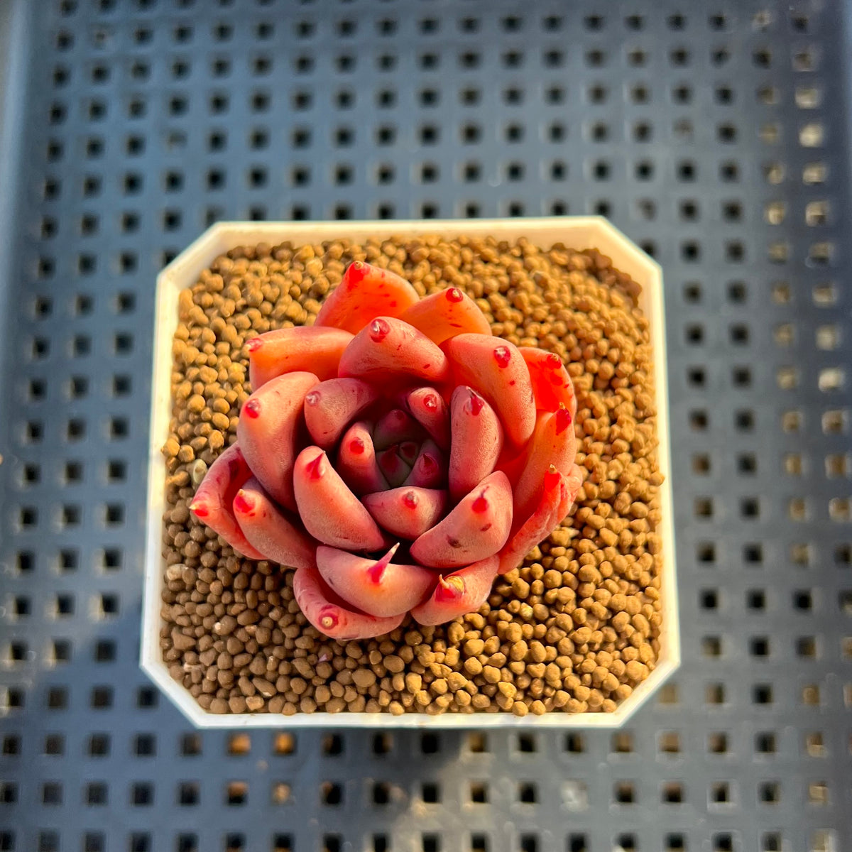 Echeveria Hybrid sp. 1"-2" Hand-Selected Clone (From Brotherly Farm) Succulent Plant Cutting