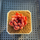 Echeveria Hybrid sp. 1"-2" Hand-Selected Clone (From Brotherly Farm) Succulent Plant Cutting