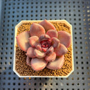 Echeveria Hybrid sp. 1"-2" Hand-Selected Clone (From Brotherly Farm) Succulent Plant Cutting