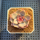 Echeveria Hybrid sp. 1"-2" Hand-Selected Clone (From Brotherly Farm) Succulent Plant Cutting