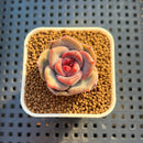 Echeveria Hybrid sp. 1"-2" Hand-Selected Clone (From Brotherly Farm) Succulent Plant Cutting