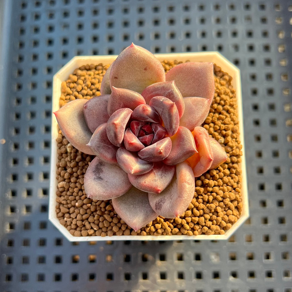 Echeveria Hybrid sp. 1"-2" Hand-Selected Clone (From Brotherly Farm) Succulent Plant Cutting