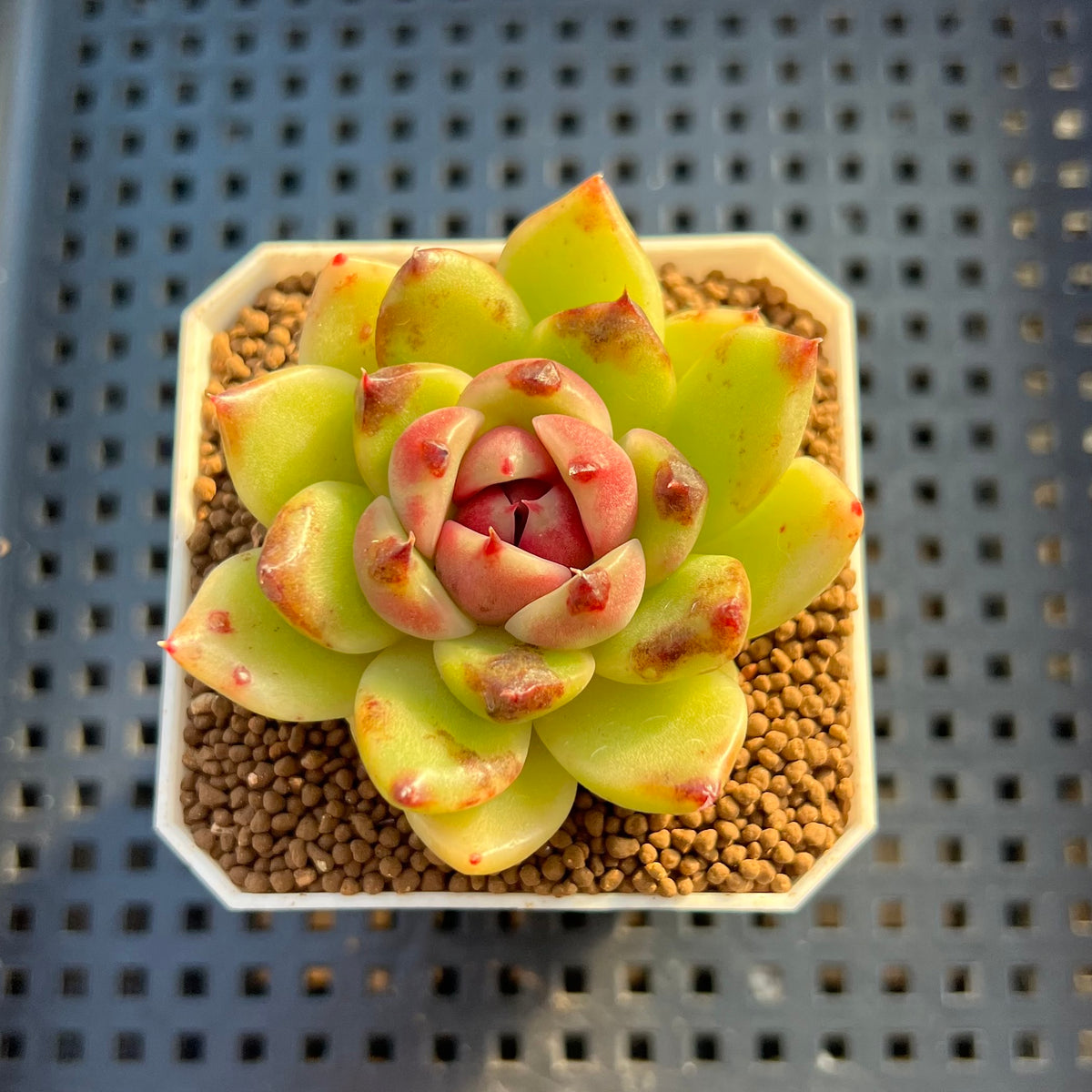 Echeveria Hybrid sp. 1"-2" Hand-Selected Clone (From Brotherly Farm) Succulent Plant Cutting