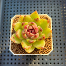 Echeveria Hybrid sp. 1"-2" Hand-Selected Clone (From Brotherly Farm) Succulent Plant Cutting