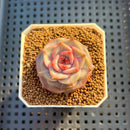 Echeveria Hybrid sp. 1"-2" Hand-Selected Clone (From Brotherly Farm) Succulent Plant Cutting