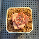 Echeveria Hybrid sp. 1"-2" Hand-Selected Clone (From Brotherly Farm) Succulent Plant Cutting