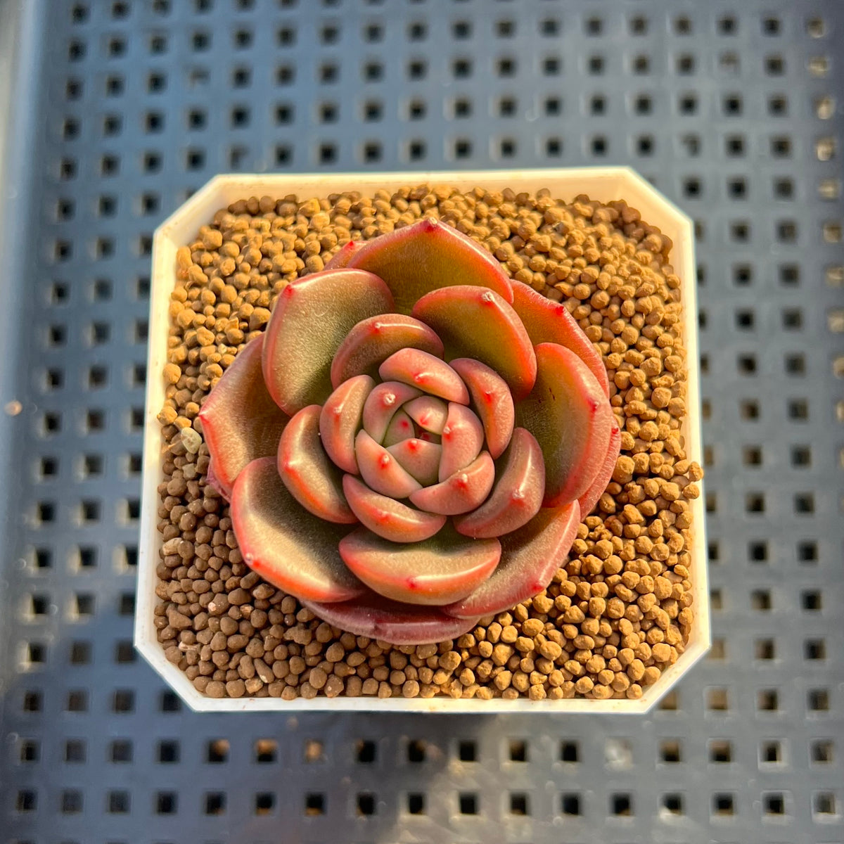 Echeveria Hybrid sp. 1"-2" Hand-Selected Clone (From Brotherly Farm) Succulent Plant Cutting
