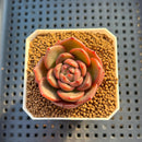 Echeveria Hybrid sp. 1"-2" Hand-Selected Clone (From Brotherly Farm) Succulent Plant Cutting