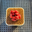 Echeveria Hybrid sp. 1"-2" Hand-Selected Clone (From Brotherly Farm) Succulent Plant Cutting