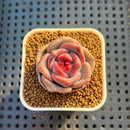 Echeveria Hybrid sp. 1"-2" Hand-Selected Clone (From Brotherly Farm) Succulent Plant Cutting