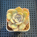 Echeveria Hybrid sp. 1"-2" Hand-Selected Clone (From Brotherly Farm) Succulent Plant Cutting