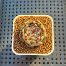 Echeveria Hybrid sp. 1"-2" Hand-Selected Clone (From Brotherly Farm) Succulent Plant Cutting