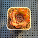 Echeveria Hybrid sp. 1"-2" Hand-Selected Clone (From Brotherly Farm) Succulent Plant Cutting