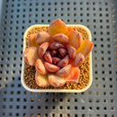 Echeveria Hybrid sp. 1"-2" Hand-Selected Clone (From Brotherly Farm) Succulent Plant Cutting