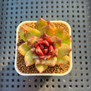Echeveria Hybrid sp. 1"-2" Hand-Selected Clone (From Brotherly Farm) Succulent Plant Cutting