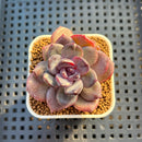 Echeveria Hybrid sp. 1"-2" Hand-Selected Clone (From Brotherly Farm) Succulent Plant Cutting