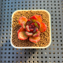 Echeveria Hybrid sp. 1"-2" Hand-Selected Clone (From Brotherly Farm) Succulent Plant Cutting