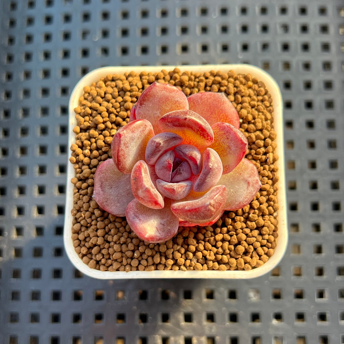 Echeveria Hybrid sp. 1"-2" Hand-Selected Clone (From Brotherly Farm) Succulent Plant Cutting