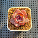 Echeveria Hybrid sp. 1"-2" Hand-Selected Clone (From Brotherly Farm) Succulent Plant Cutting