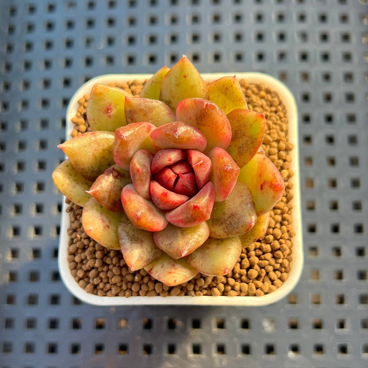 Echeveria Hybrid sp. 1"-2" Hand-Selected Clone (From Brotherly Farm) Succulent Plant Cutting