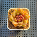 Echeveria Hybrid sp. 1"-2" Hand-Selected Clone (From Brotherly Farm) Succulent Plant Cutting