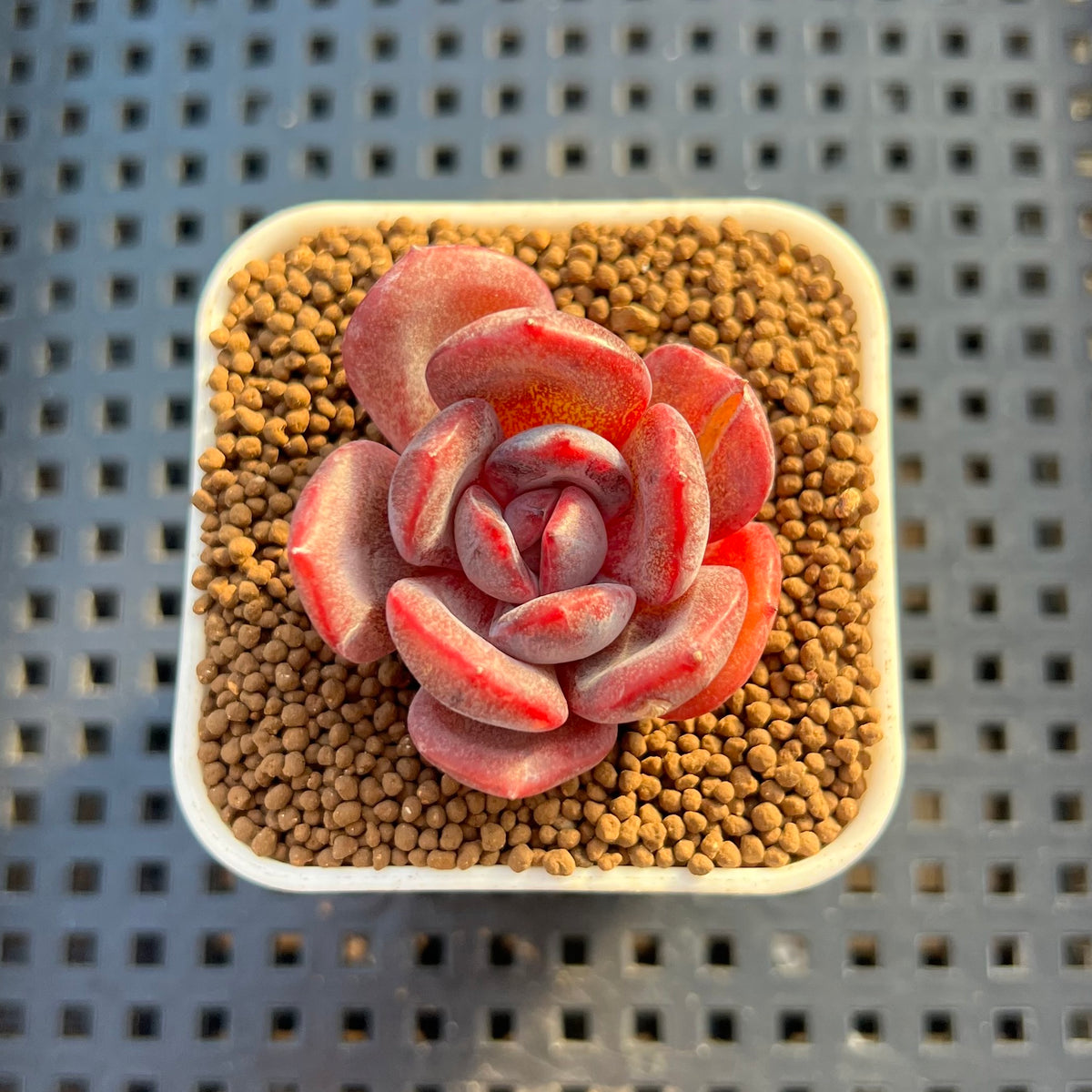 Echeveria Hybrid sp. 1"-2" Hand-Selected Clone (From Brotherly Farm) Succulent Plant Cutting