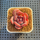 Echeveria Hybrid sp. 1"-2" Hand-Selected Clone (From Brotherly Farm) Succulent Plant Cutting