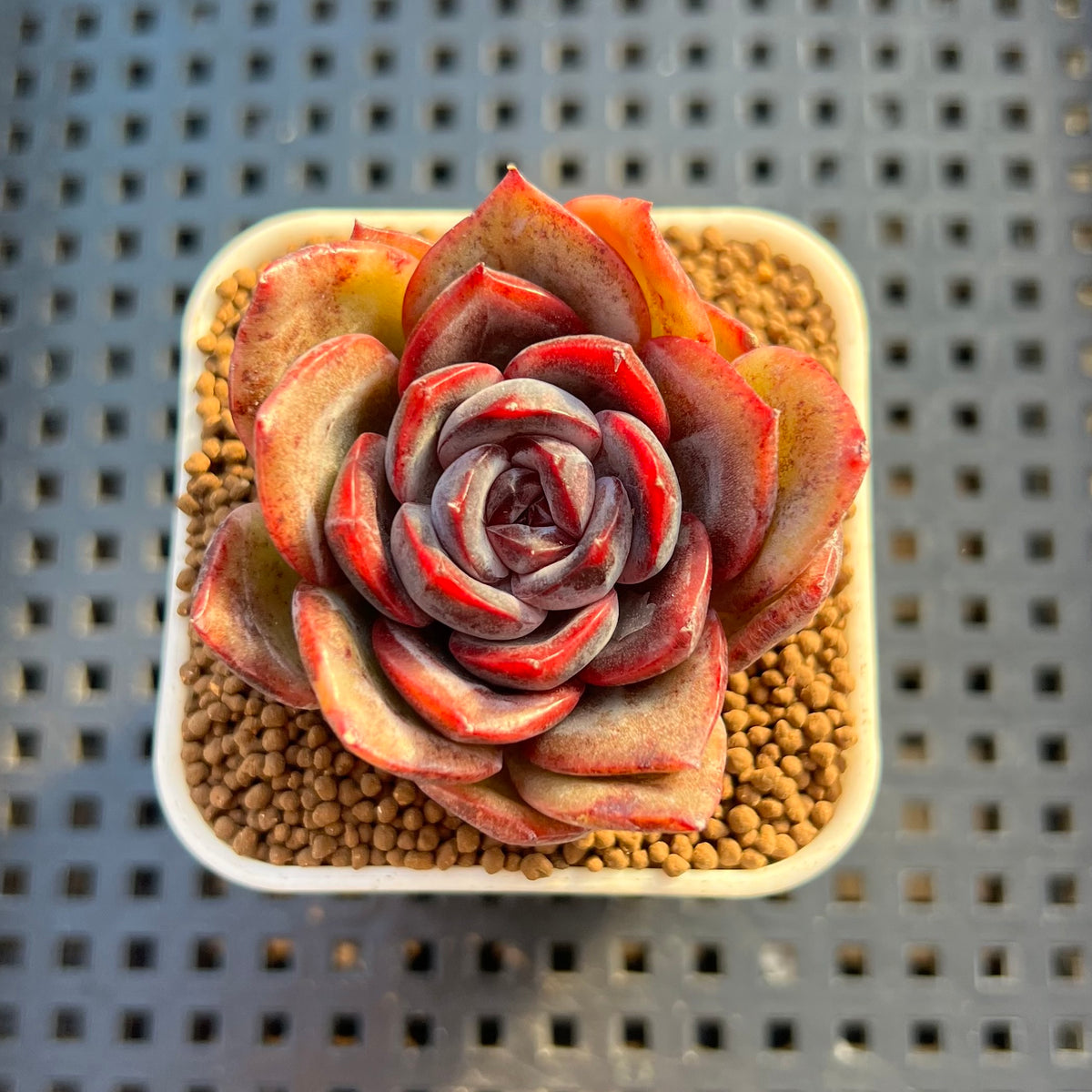 Echeveria Hybrid sp. 1"-2" Hand-Selected Clone (From Brotherly Farm) Succulent Plant Cutting