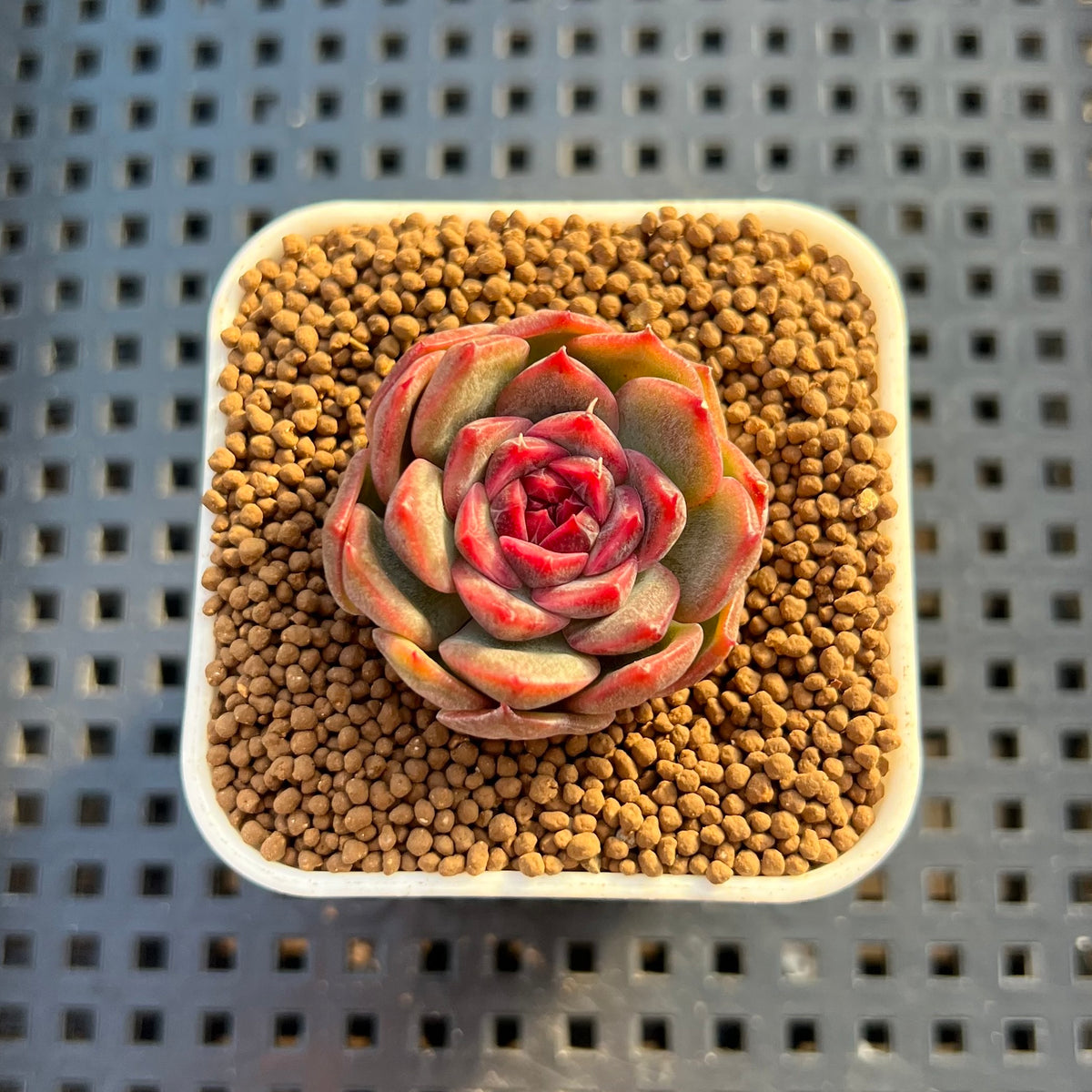 Echeveria Hybrid sp. 1"-2" Hand-Selected Clone (From Brotherly Farm) Succulent Plant Cutting
